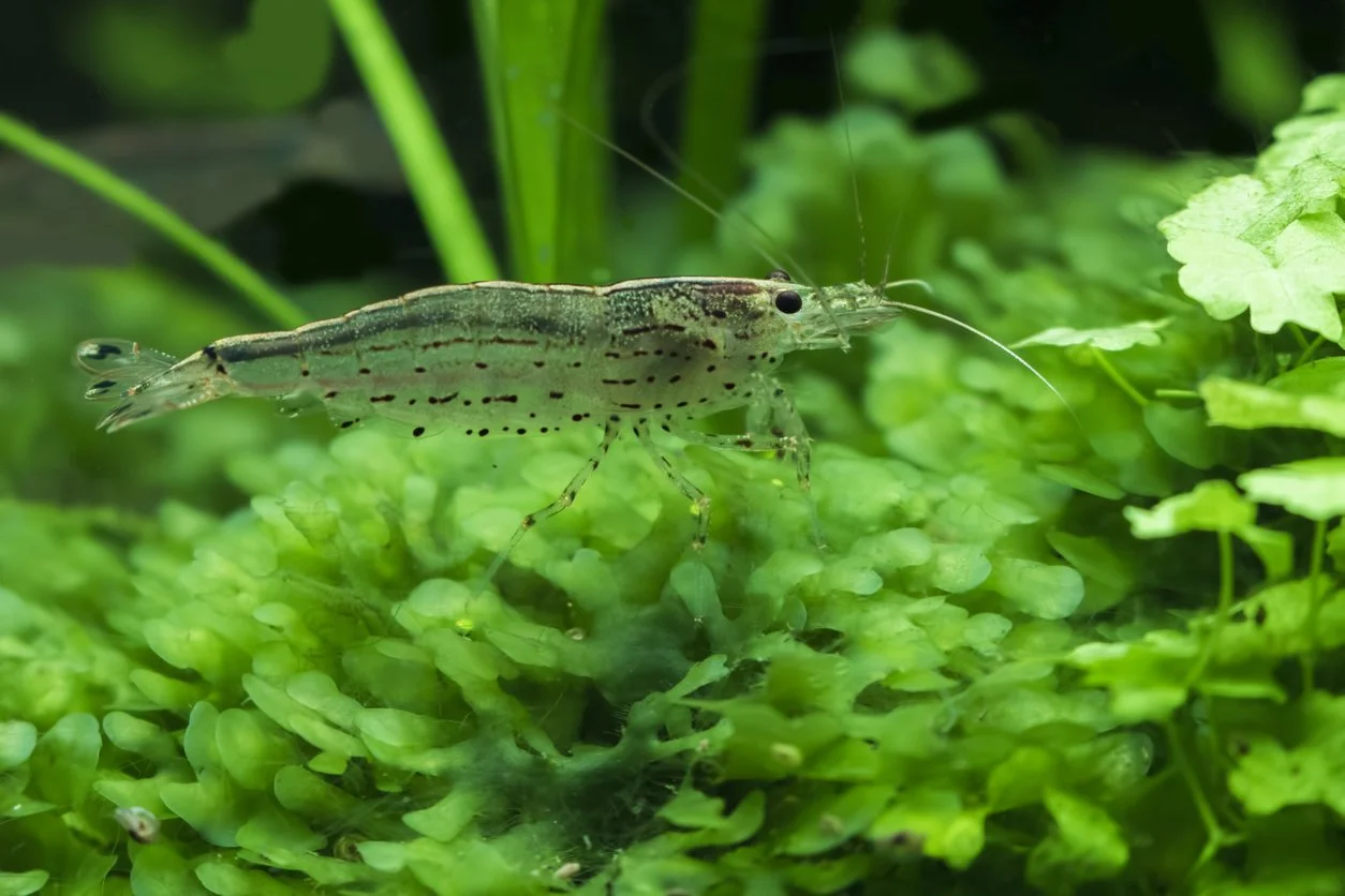 Gambas amano para comunitario