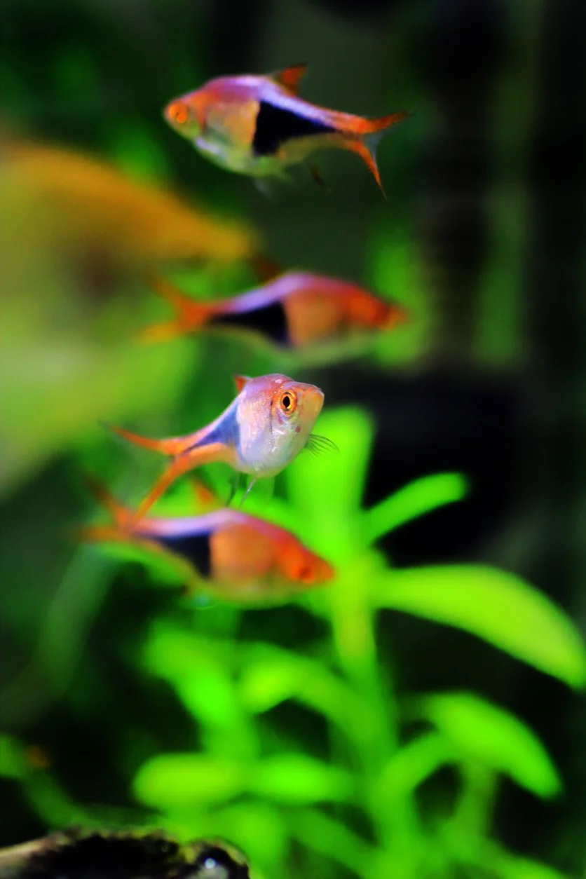 Tetra arlequín