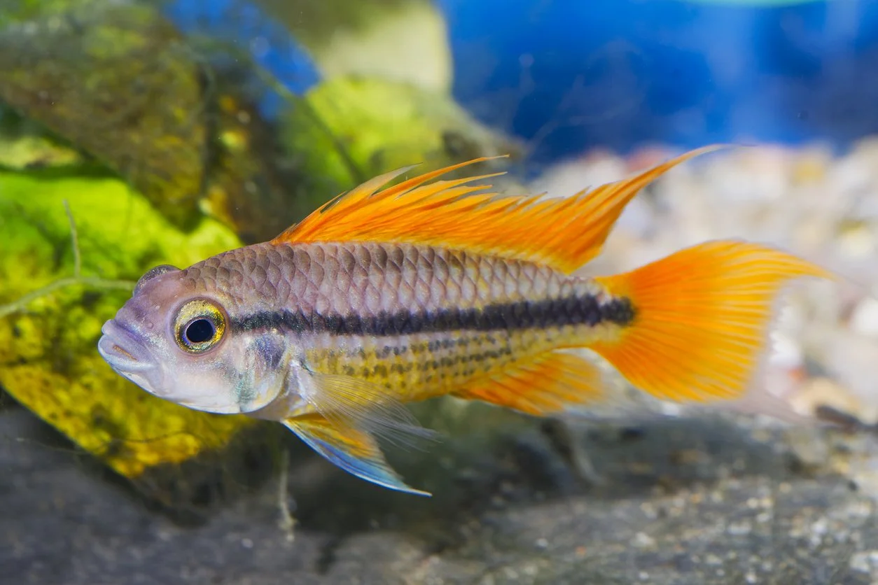 Apistogramma cacatuoides orange flash