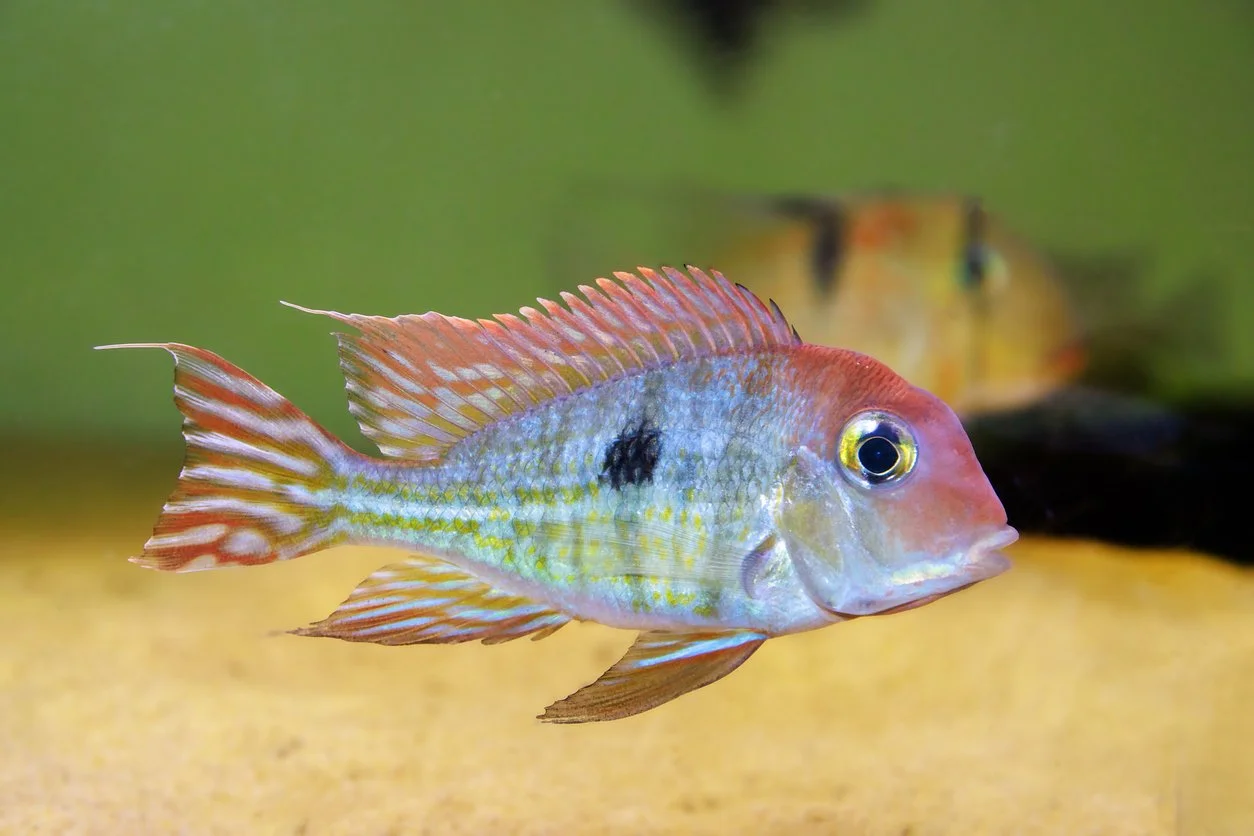 Geophagus tapajos