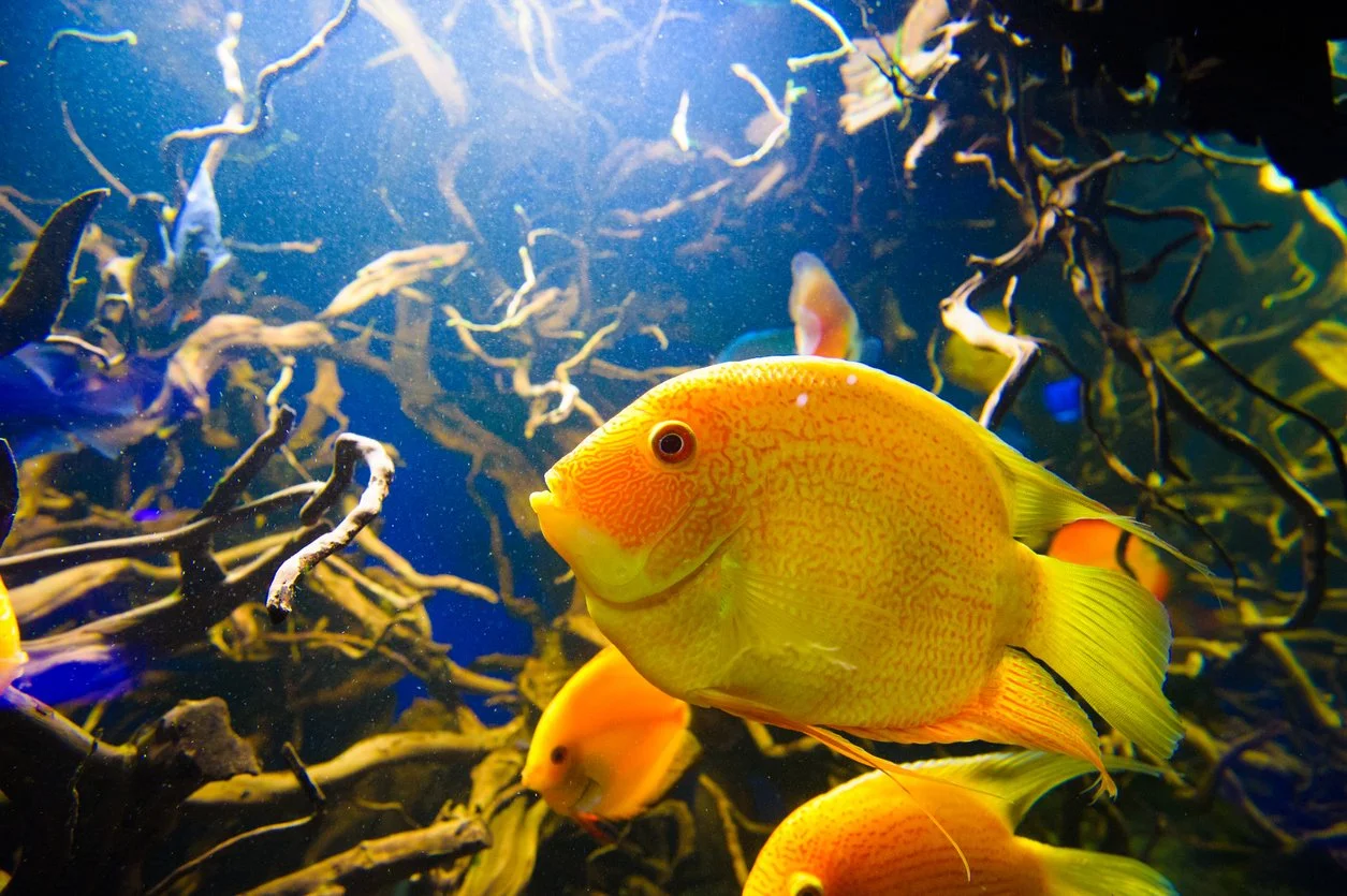 Severum dorado - Heros efasciatus