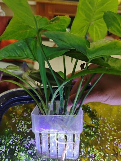 Ejemplo de una maceta para plantas emergidas