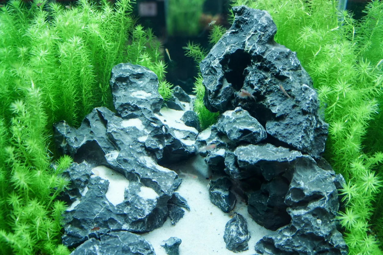 Roca seiryu pecera