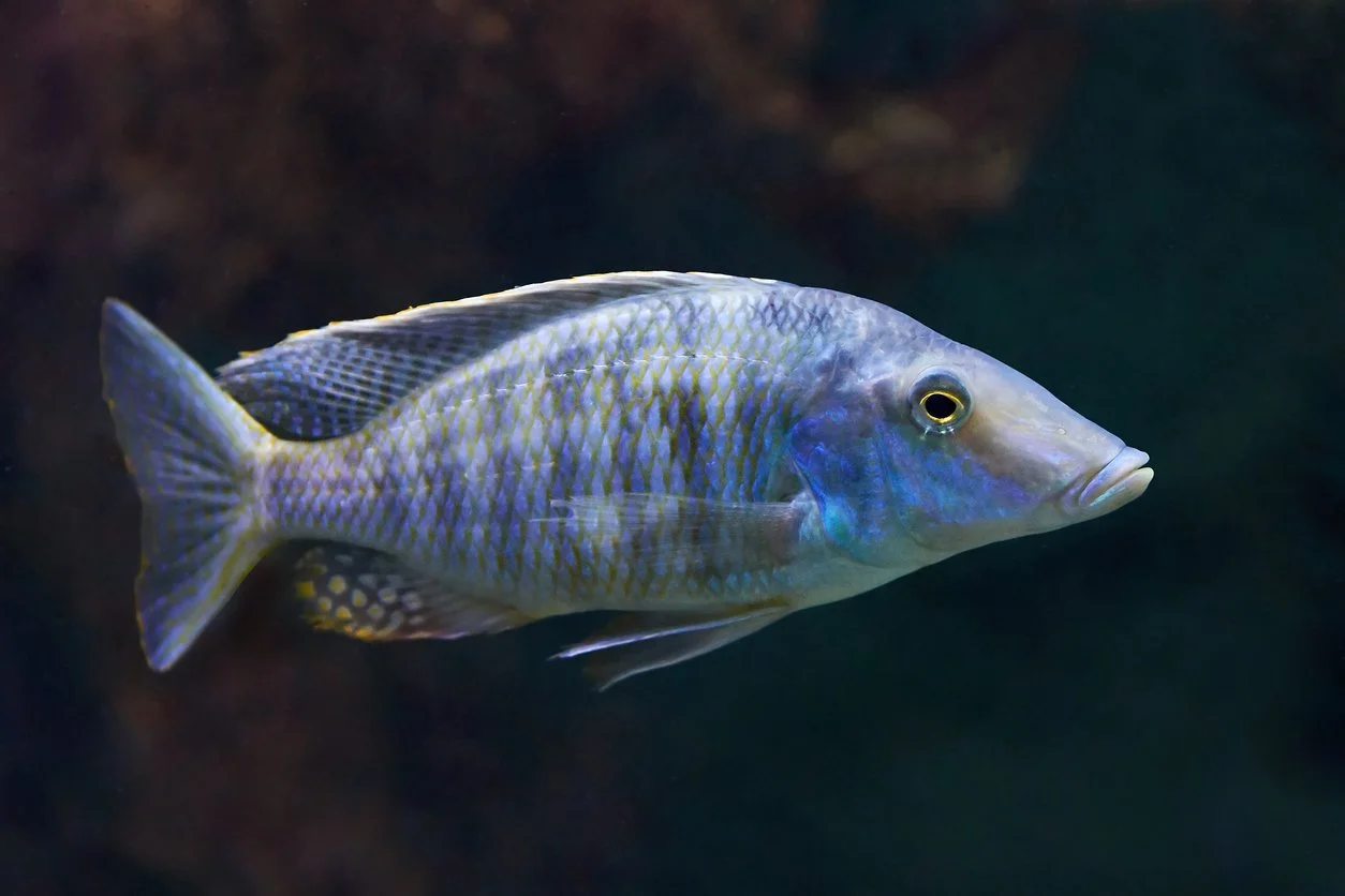 Aulonocara rostratum