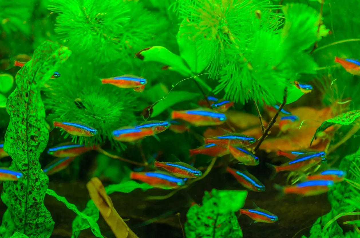 Tetra cardenal