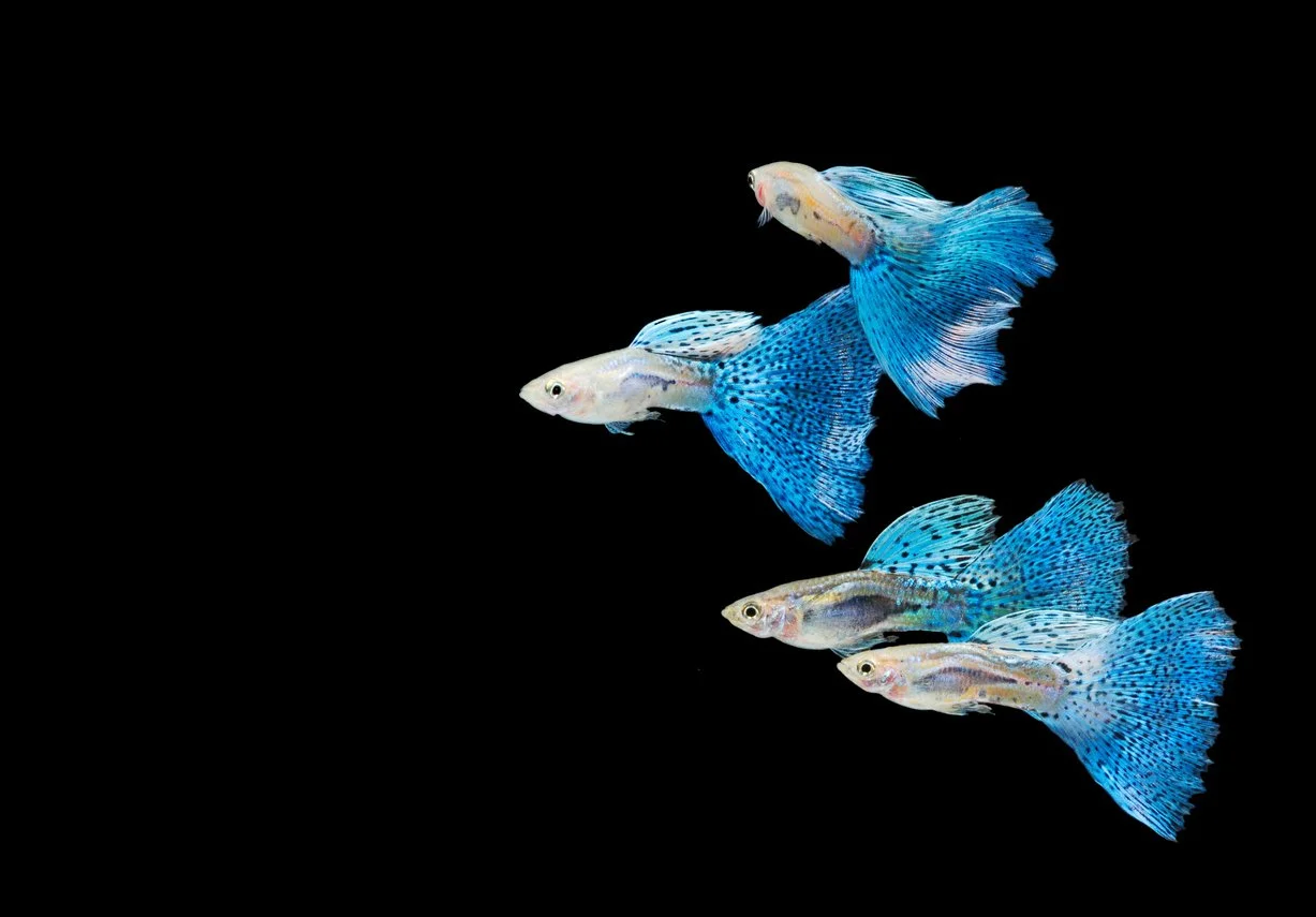 Pez guppy azul mosaico
