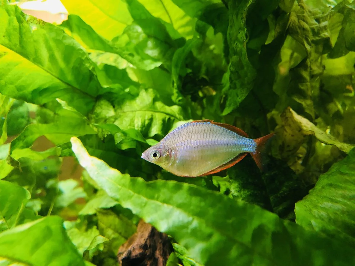 Pez arcoiris neon enano  (Melanotaenia praecox)