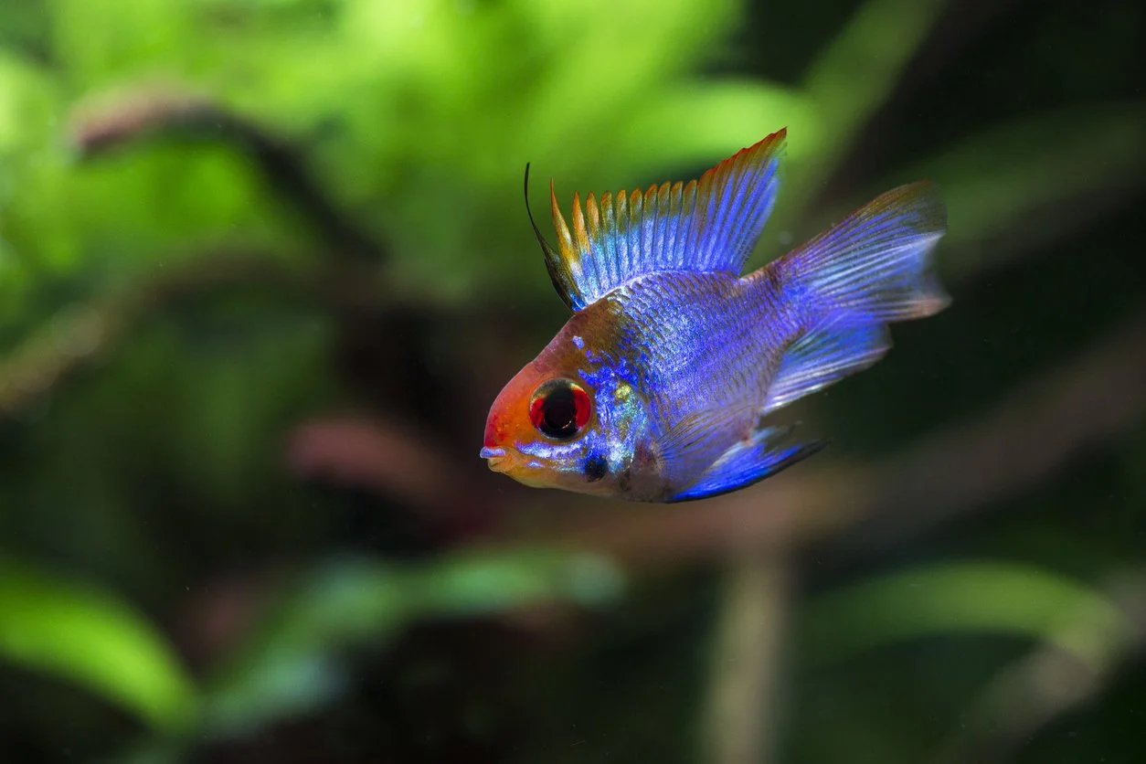 Ram alemán azul eléctrico