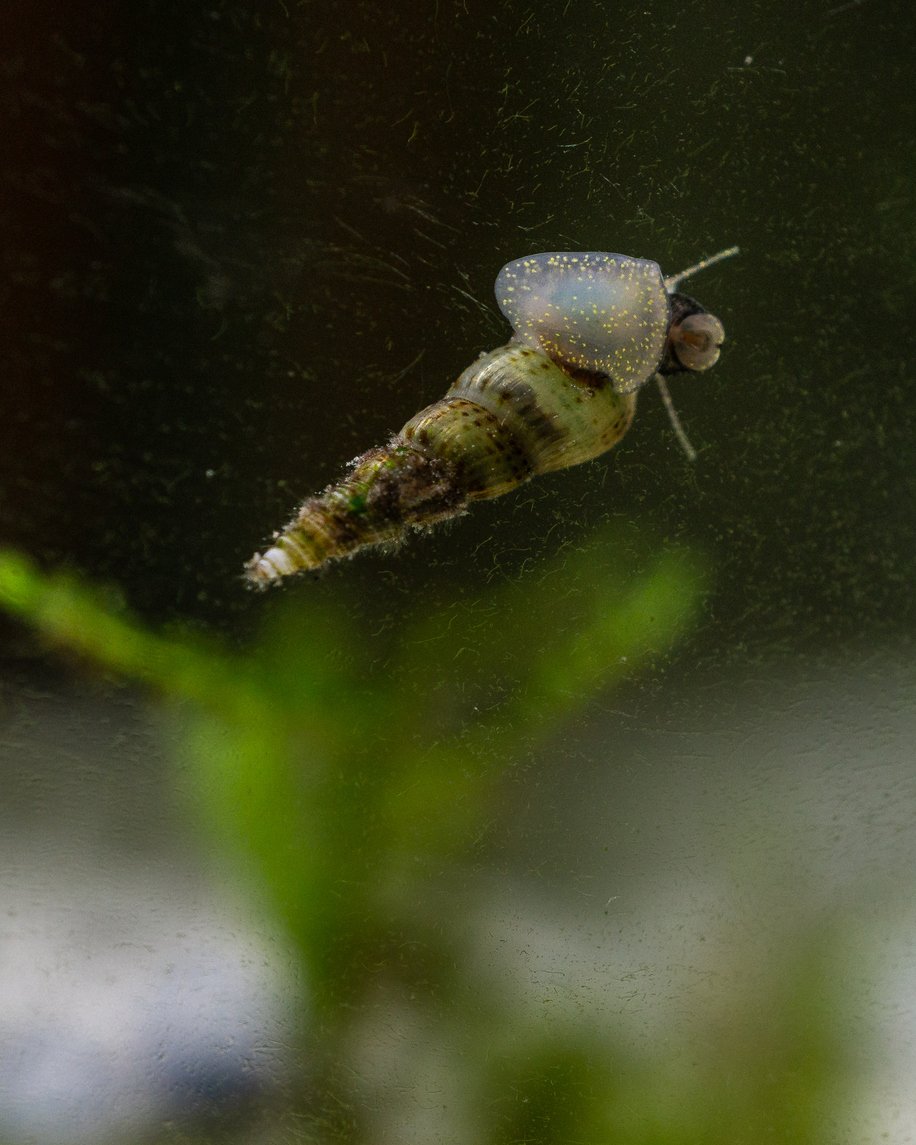 caracol trompeta de malasia