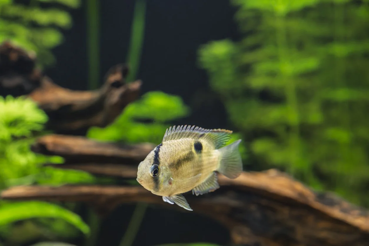 Pez ángel (Pterophyllum scalare)