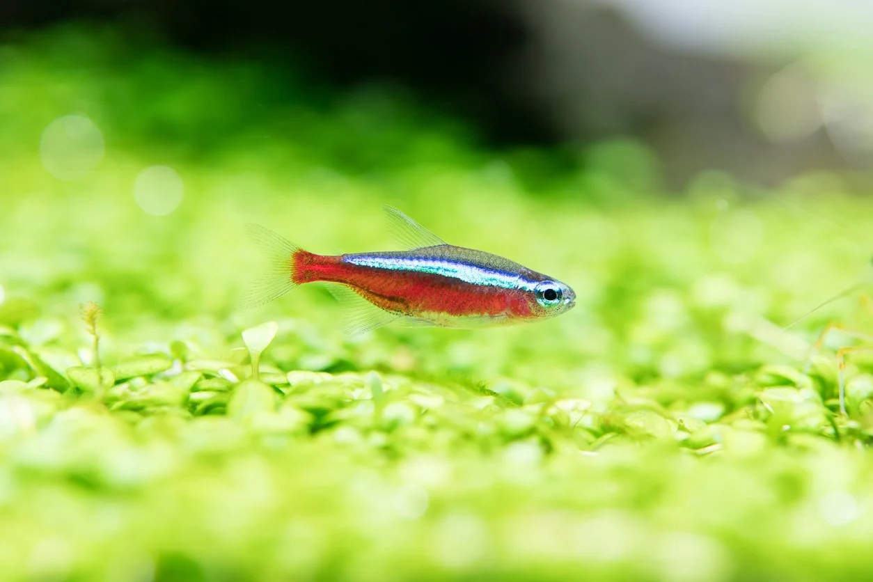 Tetra cardenal
