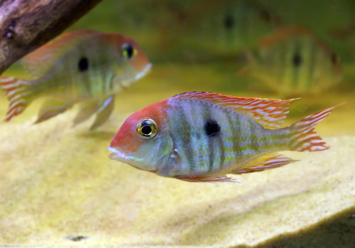 Geophagus tapajos