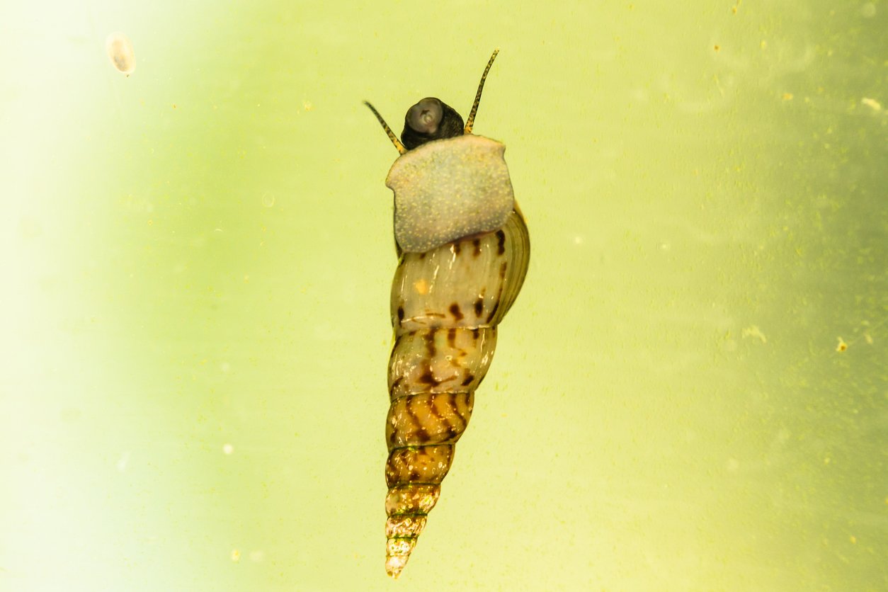 Caracol trompeta de Malasia (Melanoides tuberculata)