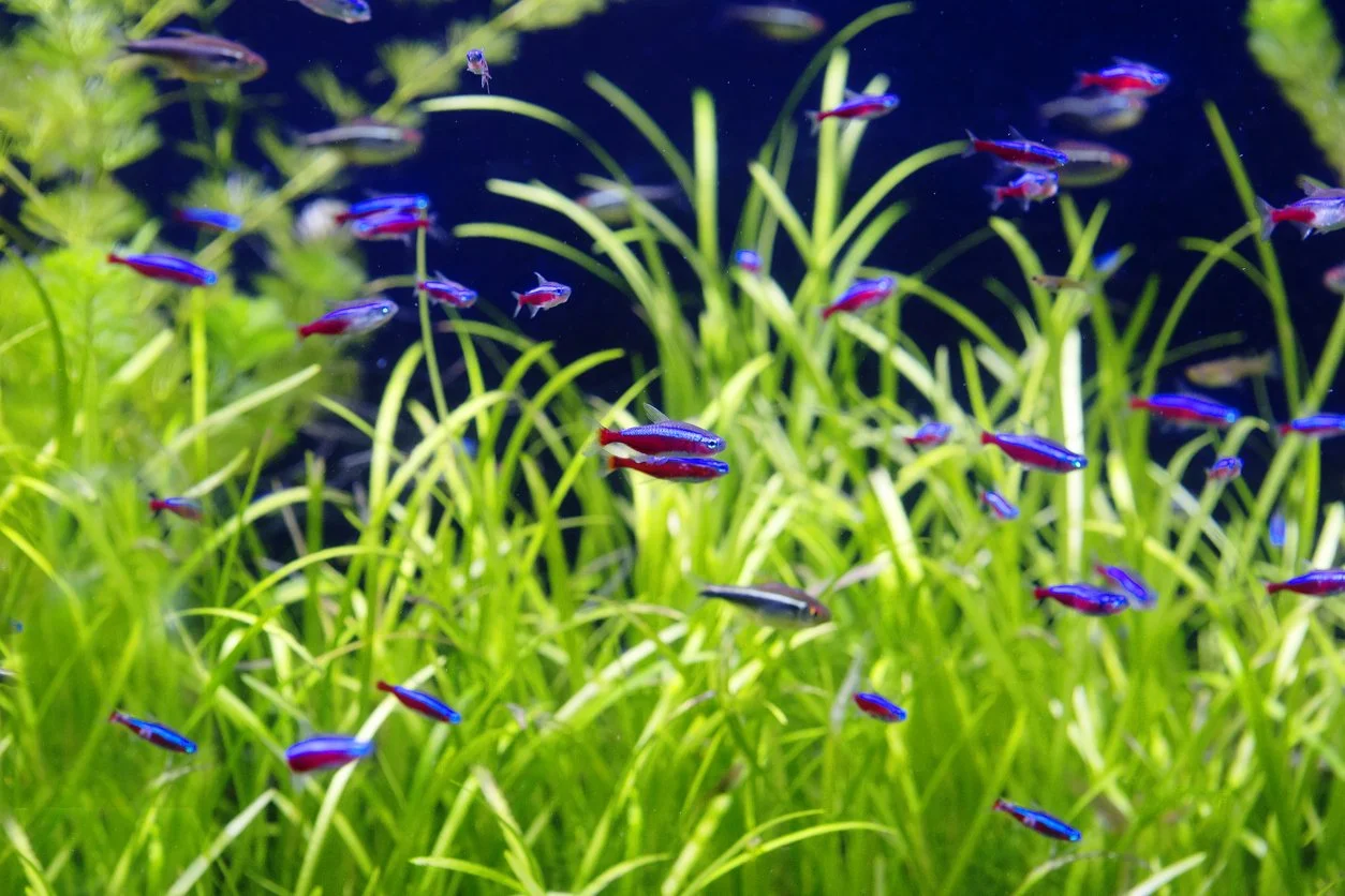 Cuántos peces debes de tener de la misma especie
