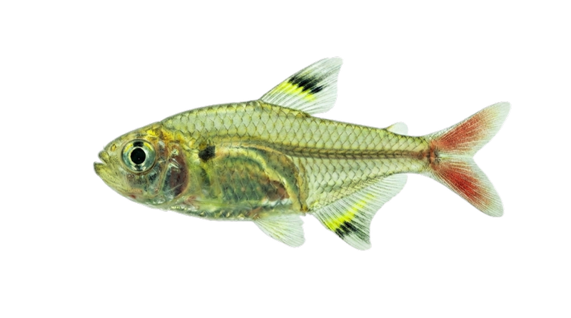 Tetra rayos x . pez transparente