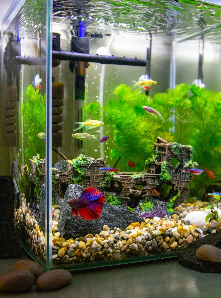 Tanque plantado con betta, tetras y cebras