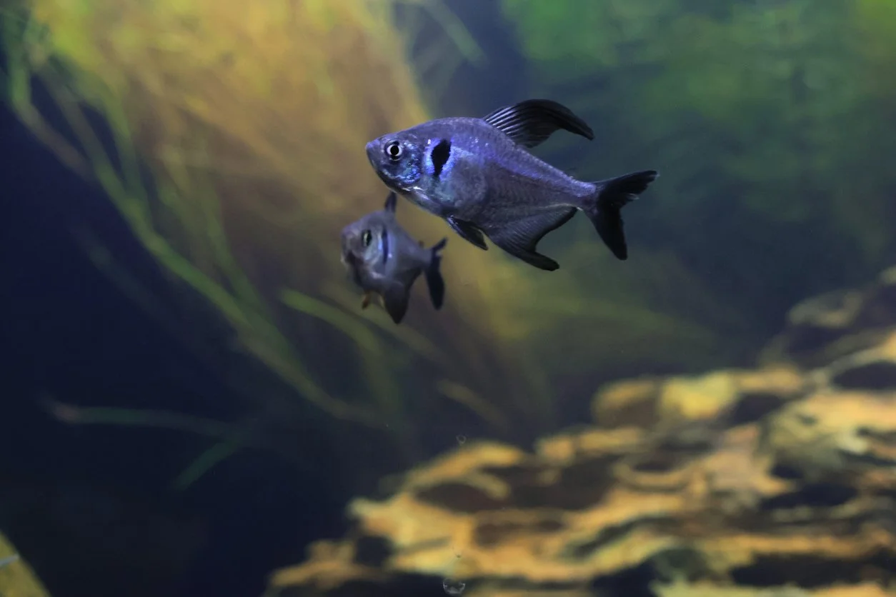 tetra fantasma negro