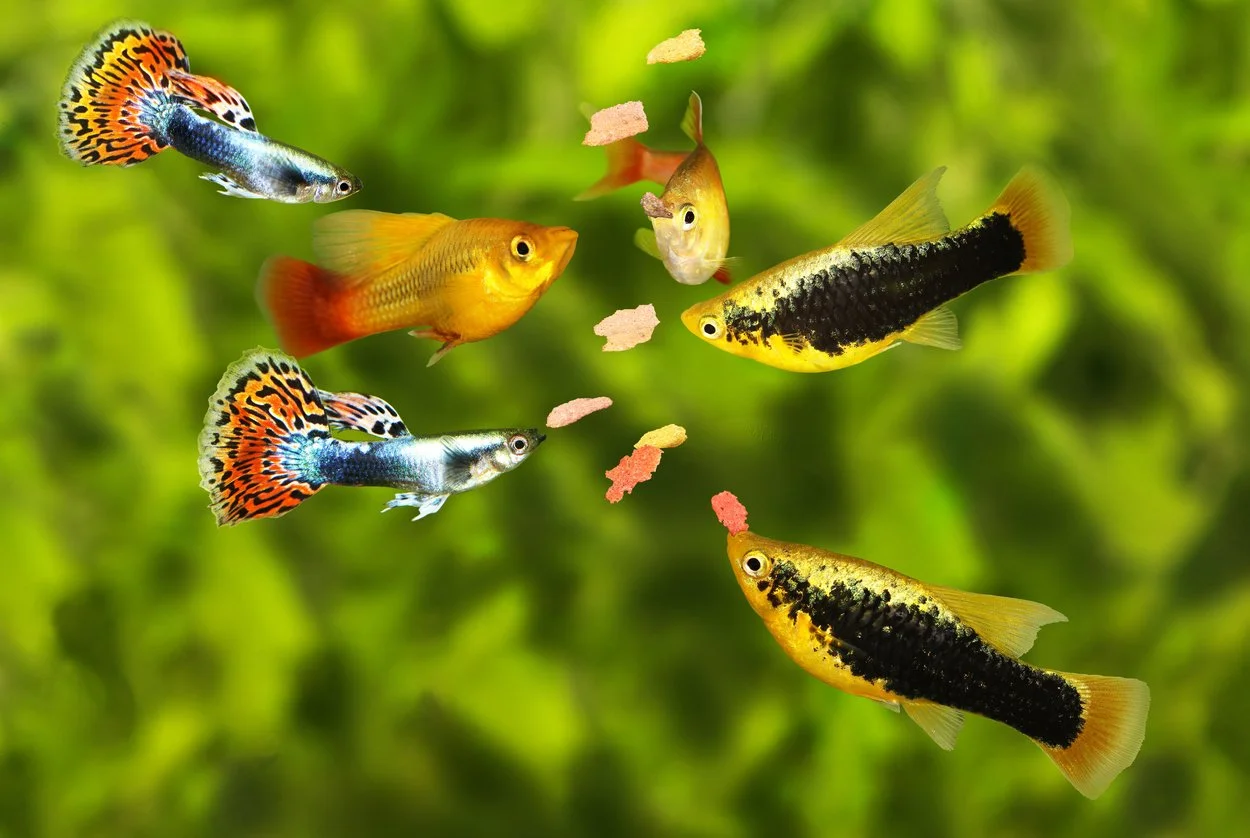 Que alimentar a los peces