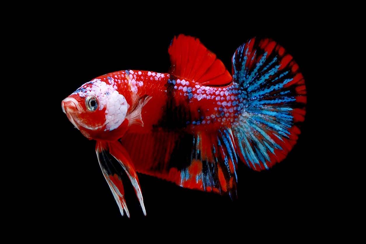Pez betta