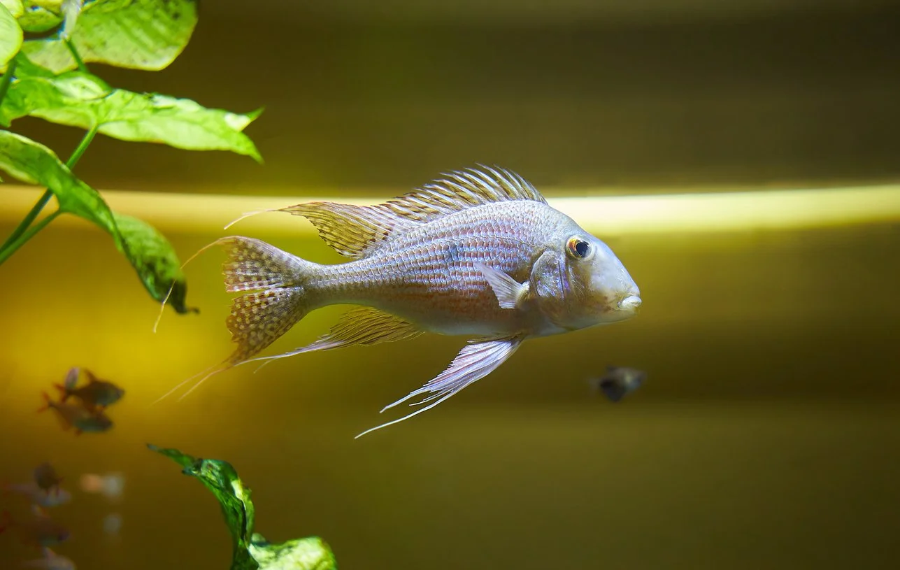 Geophagus altifrons