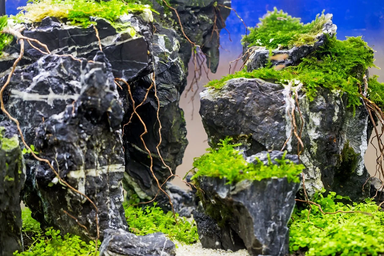 Setup de piedra seiryu