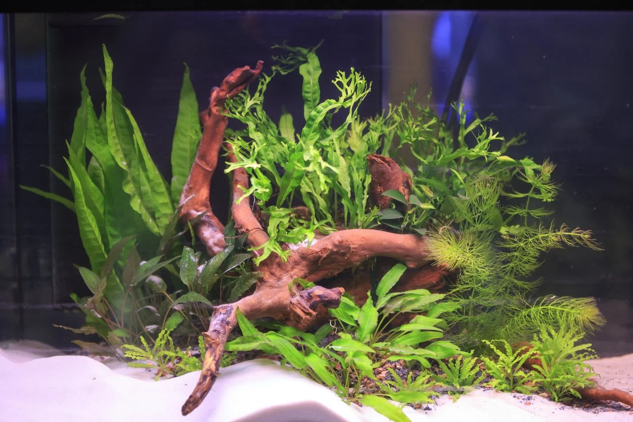 Pegando plantas a troncos para que no floten