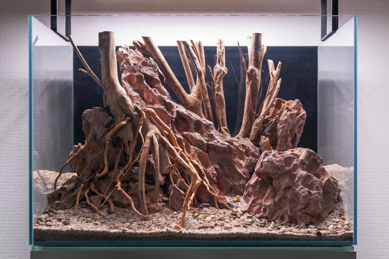 Madera de manzanita, apta para peceras