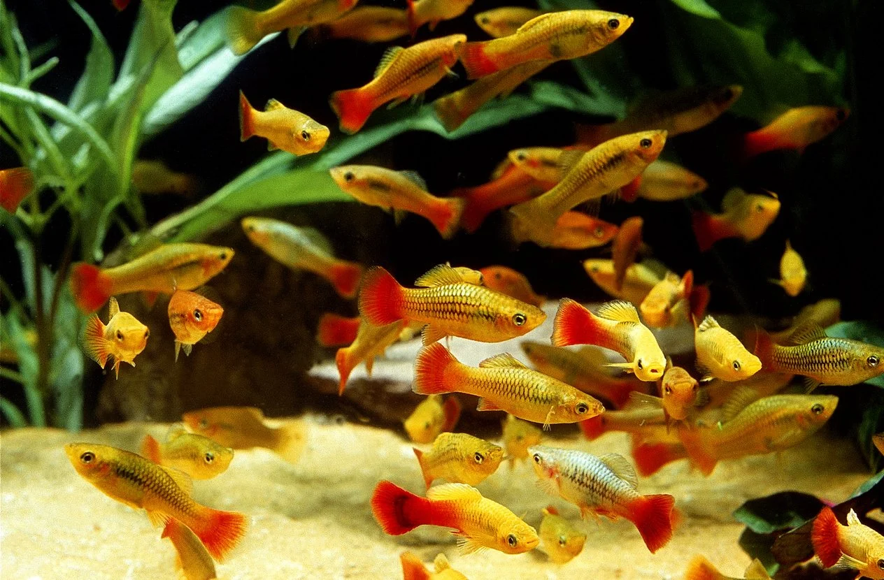 Yellow Variatus Platy