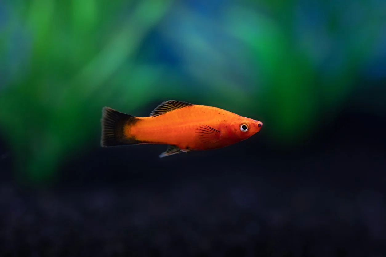 Platy   (Xiphophorus maculatus)