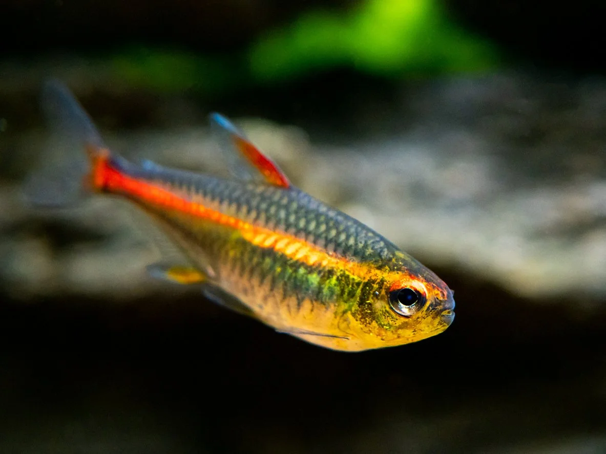 tetra glowlight (Hemigrammus erythrozonus)