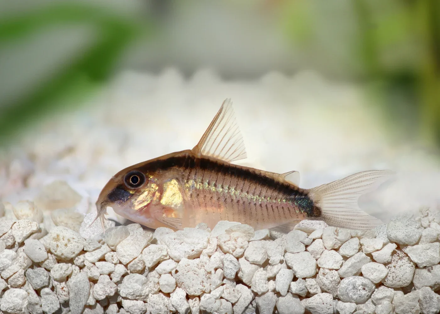Corydora zorrillo