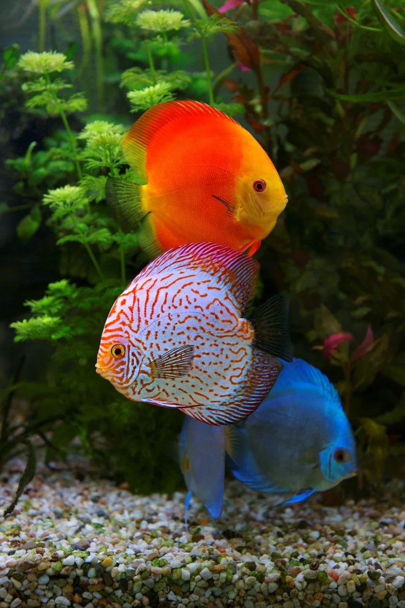 Peces disco