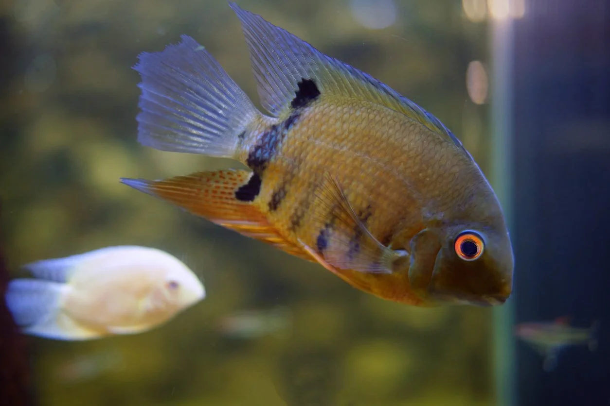 Severum verde - Heros efasciatus