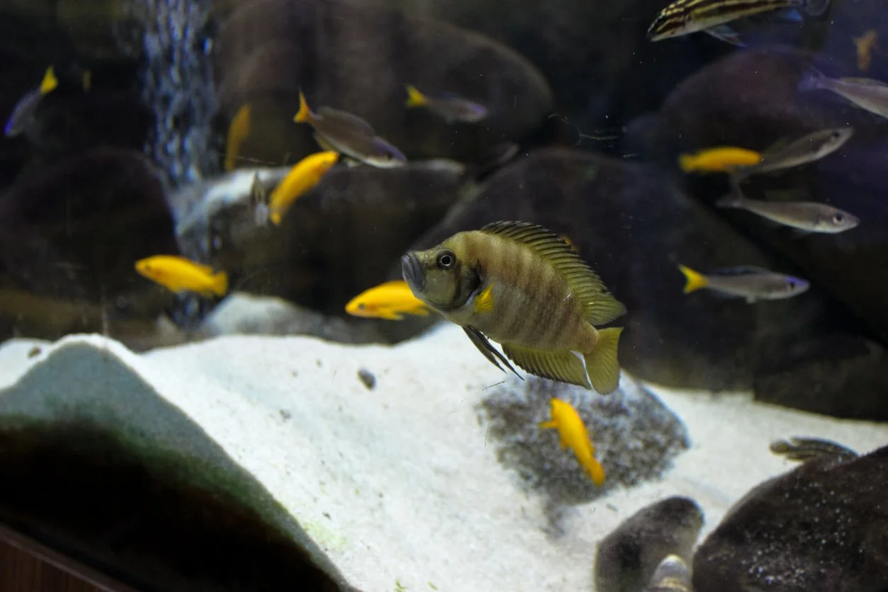 Compressiceps