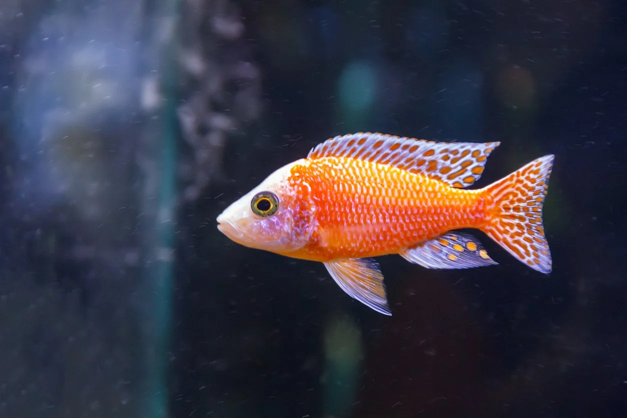 Aulonocara sp.