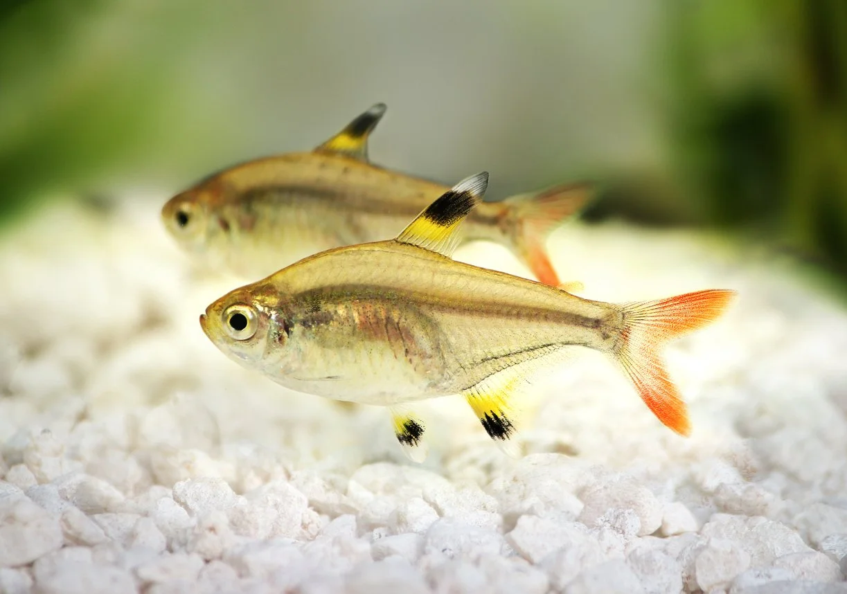 Tetra rayos x