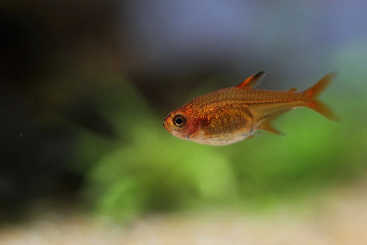 tetra ámbar