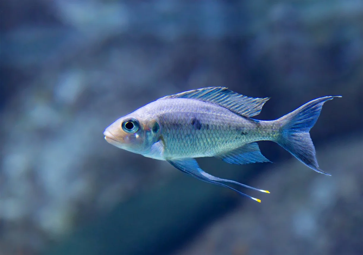 (Ophthalmotilapia ventralis)