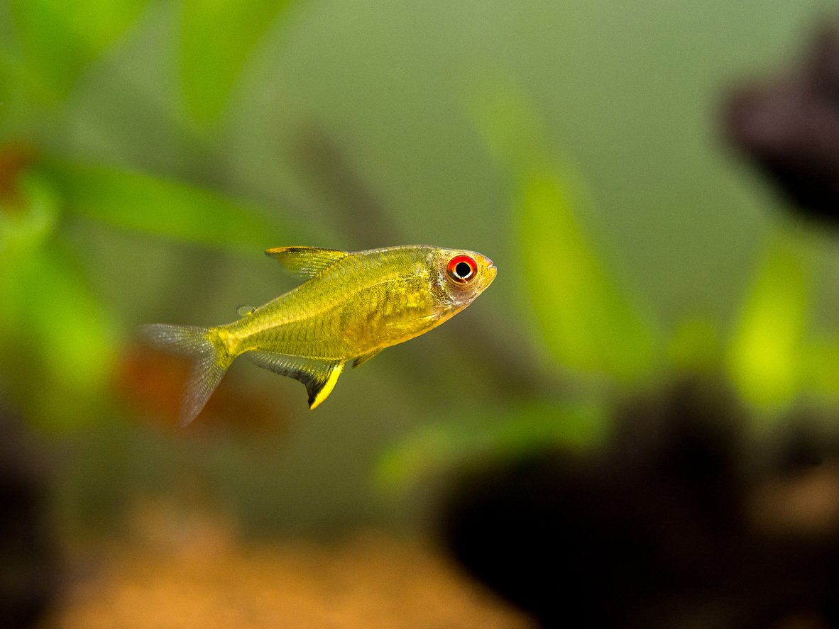 Tetra limón