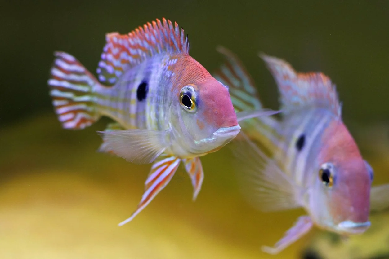 Geophagus pyrocephalus - Red Head Tapajos