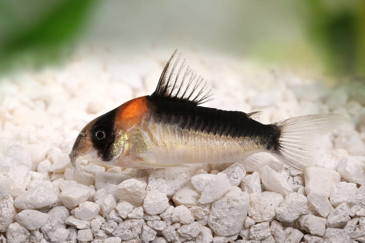 Coridora bagre