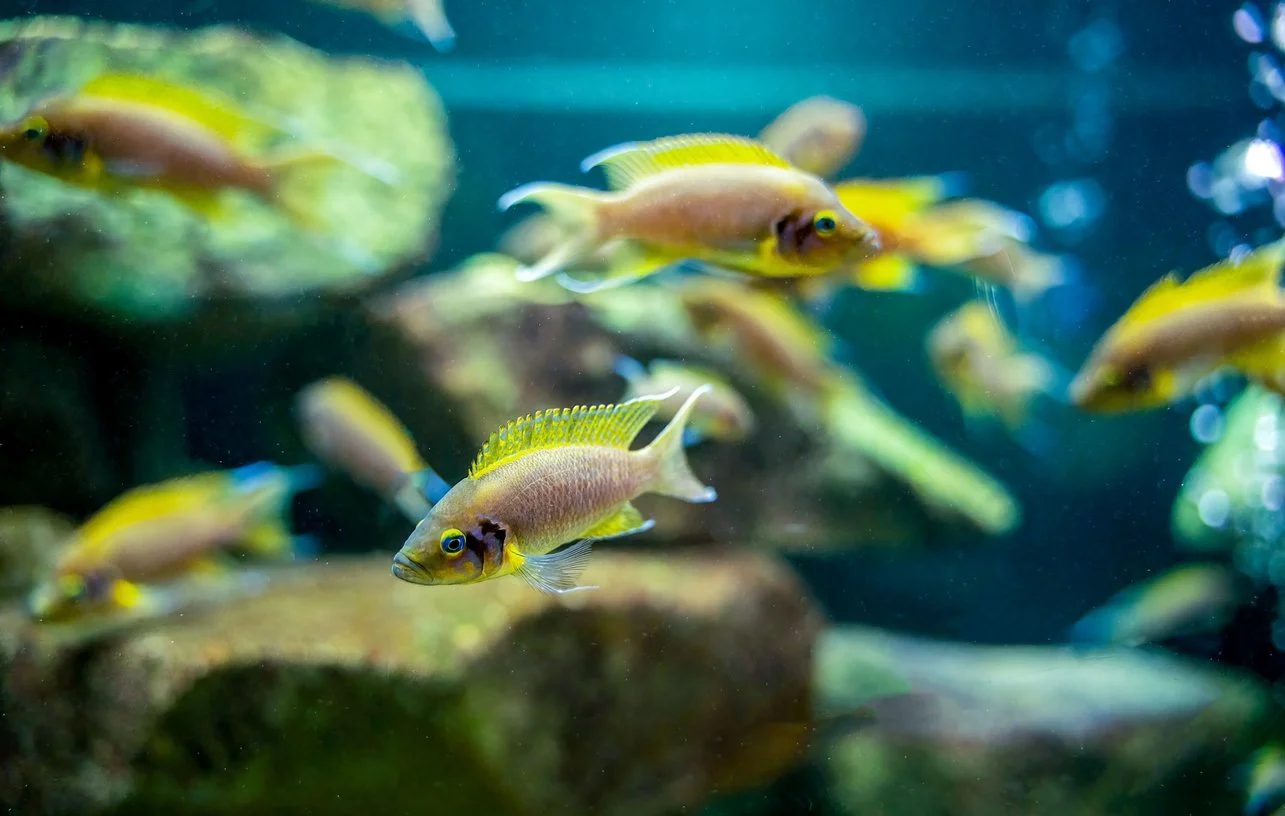 Neolamprologus pulcher