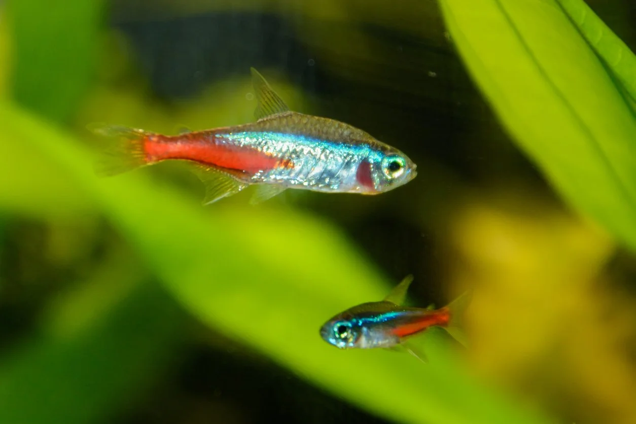 Tetra neón (Paracheirodon innesi)