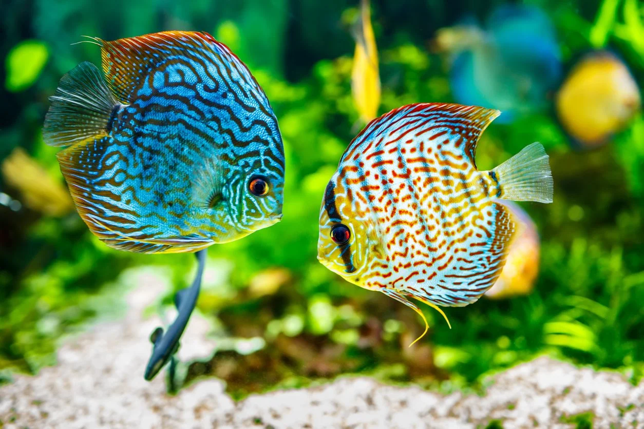peces disco