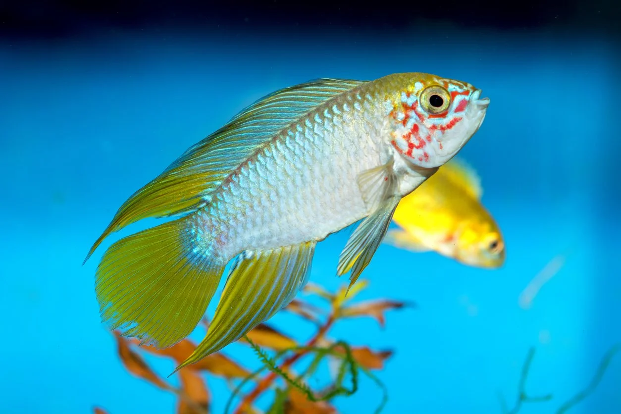 Apistogramma borellii