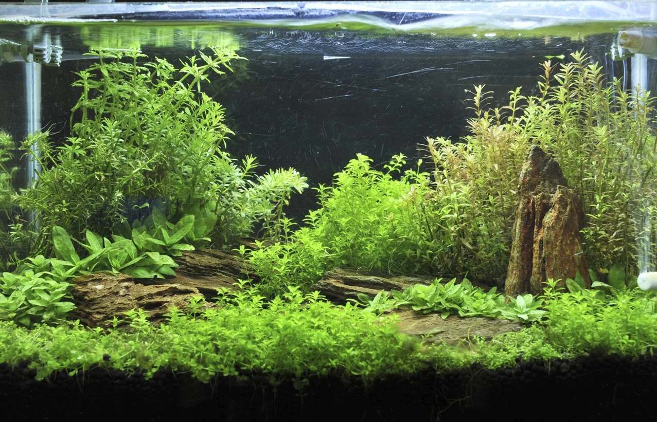 Acuario plantado estilo Walstad densamente plantado