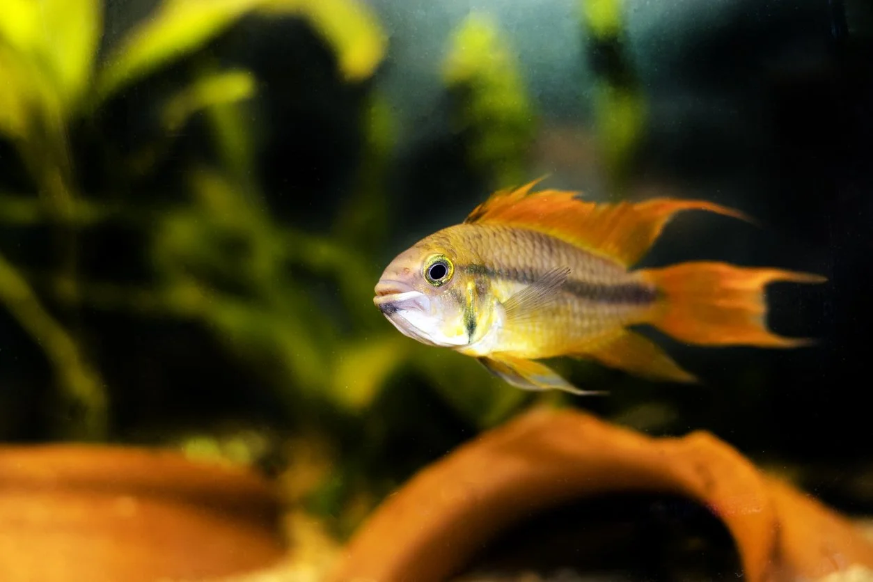 Apistogramma cacatuoides