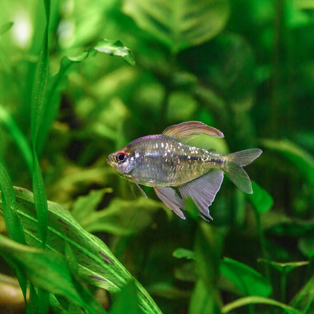 tetra diamante (Moenkhausia pittieri)