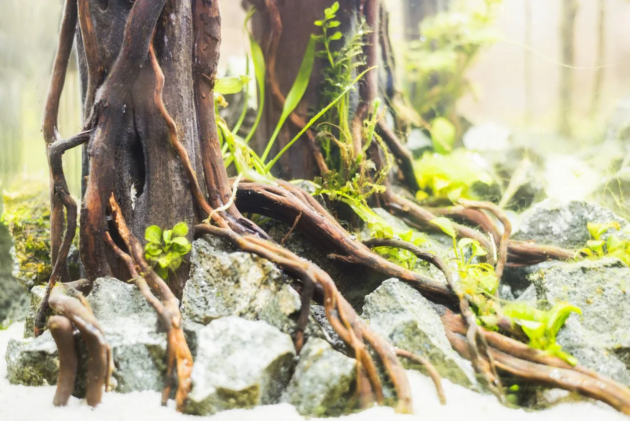 Composición de madera simulando raíces de árbol en pecera plantada