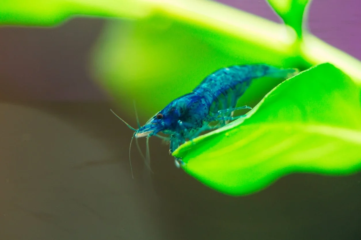 neo blue dream